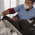 Rescate animal esteriliza