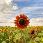 sunflower red