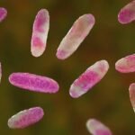 Klebsiella-oxytoca-bacteria