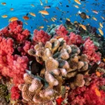 coral-reefs-2728211