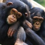 CHIMPANCÉS