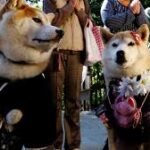 JAPÓN
