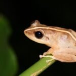 coqui