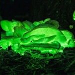 BIOLUMINICENCIA