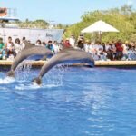 DELFINES