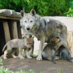 LOBOS MEXICANOS