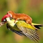 PÁJARO