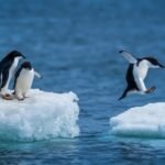 PINGUINOS