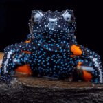 RANA GALAXIA
