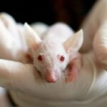 RATA