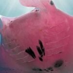 MANTARRAYA