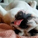 PERRO MIMIDO