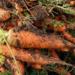 aseguran-mas-de-15-millones-de-pesos-en-metanfetamina-oculta-entre-zanahorias-en-la-frontera-1024x680
