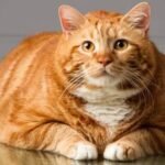 gato gordo