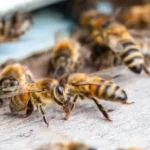 abejas-picaduras-mortales