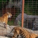 tigre