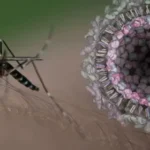 Chikungunya-CAPV