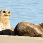 disminucio81n-de-focas-en-bc