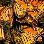 WhatsApp Image 2025-11-14 at 11.08