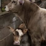 WhatsApp Image 2025-12-02 at 11.09