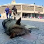 WhatsApp Image 2025-12-04 at 7.13