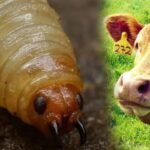 muere-adulto-mayor-en-oaxaca-por-infeccion-grave-de-gusano-barrenador-726445