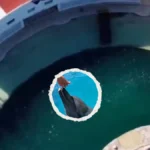 profepa_aclara_video_viral_de_delfines_abandonados_en_dolphin_discovery_de_canc-n_-2-