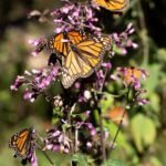 IMG_9226